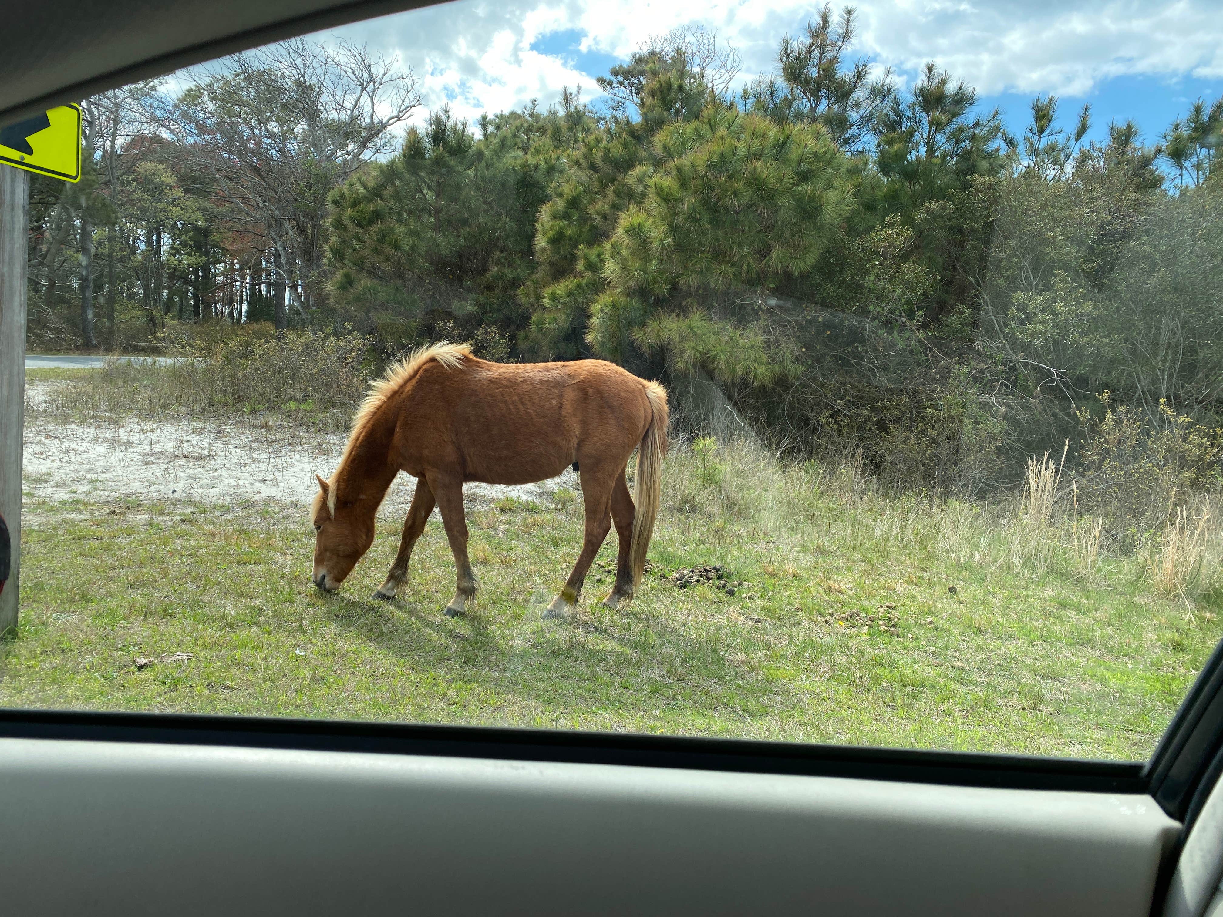 professorthedog P.'s photo of camping with a horse at Bayside Assateague Campground — Assateague Island National Seashore near Salisbury, MD