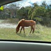 Review photo of Bayside Assateague Campground — Assateague Island National Seashore by professorthedog P., April 22, 2022
