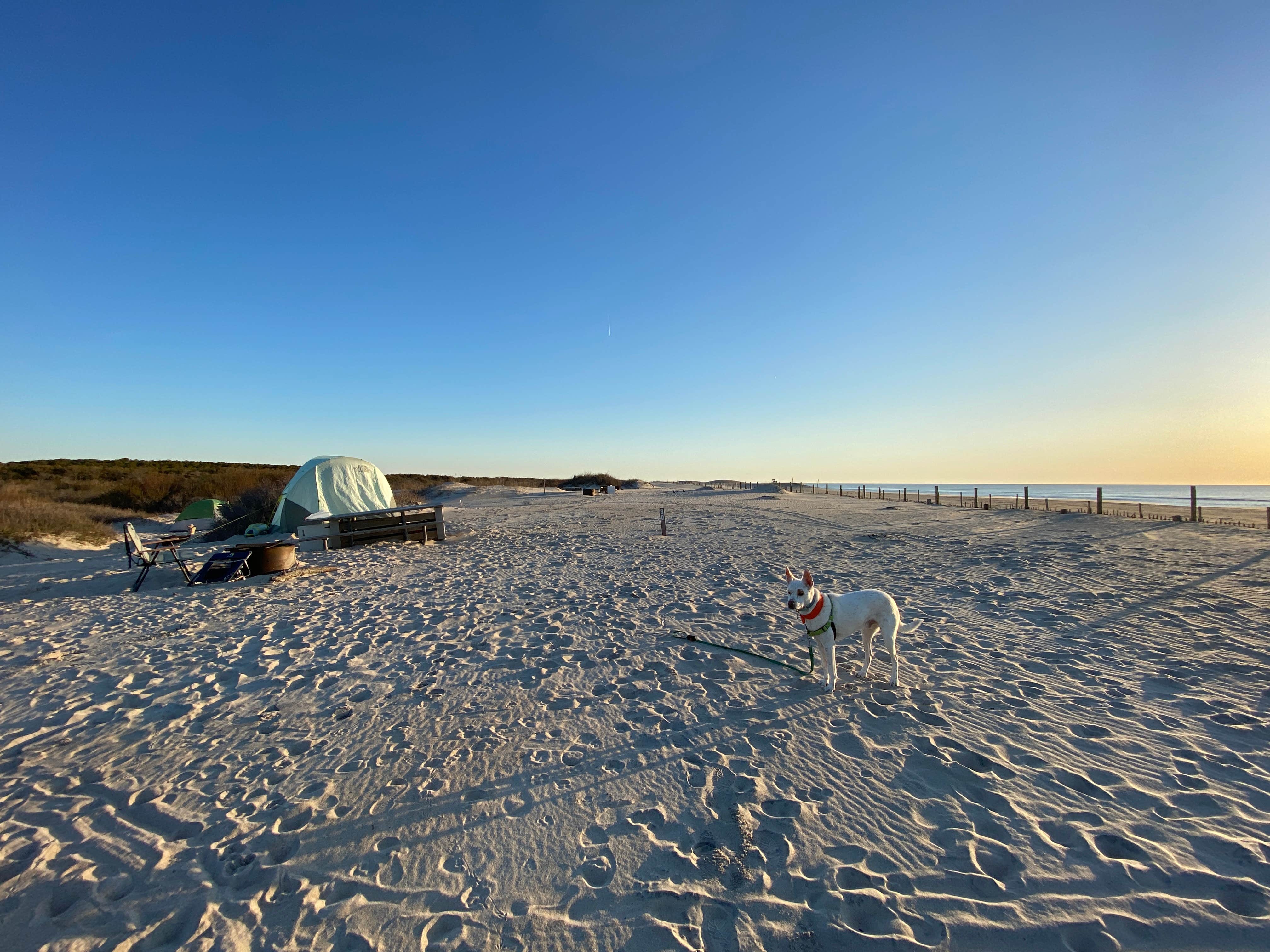 professorthedog P.'s photo of camping with pets at Bayside Assateague Campground — Assateague Island National Seashore near Ocean City, MD