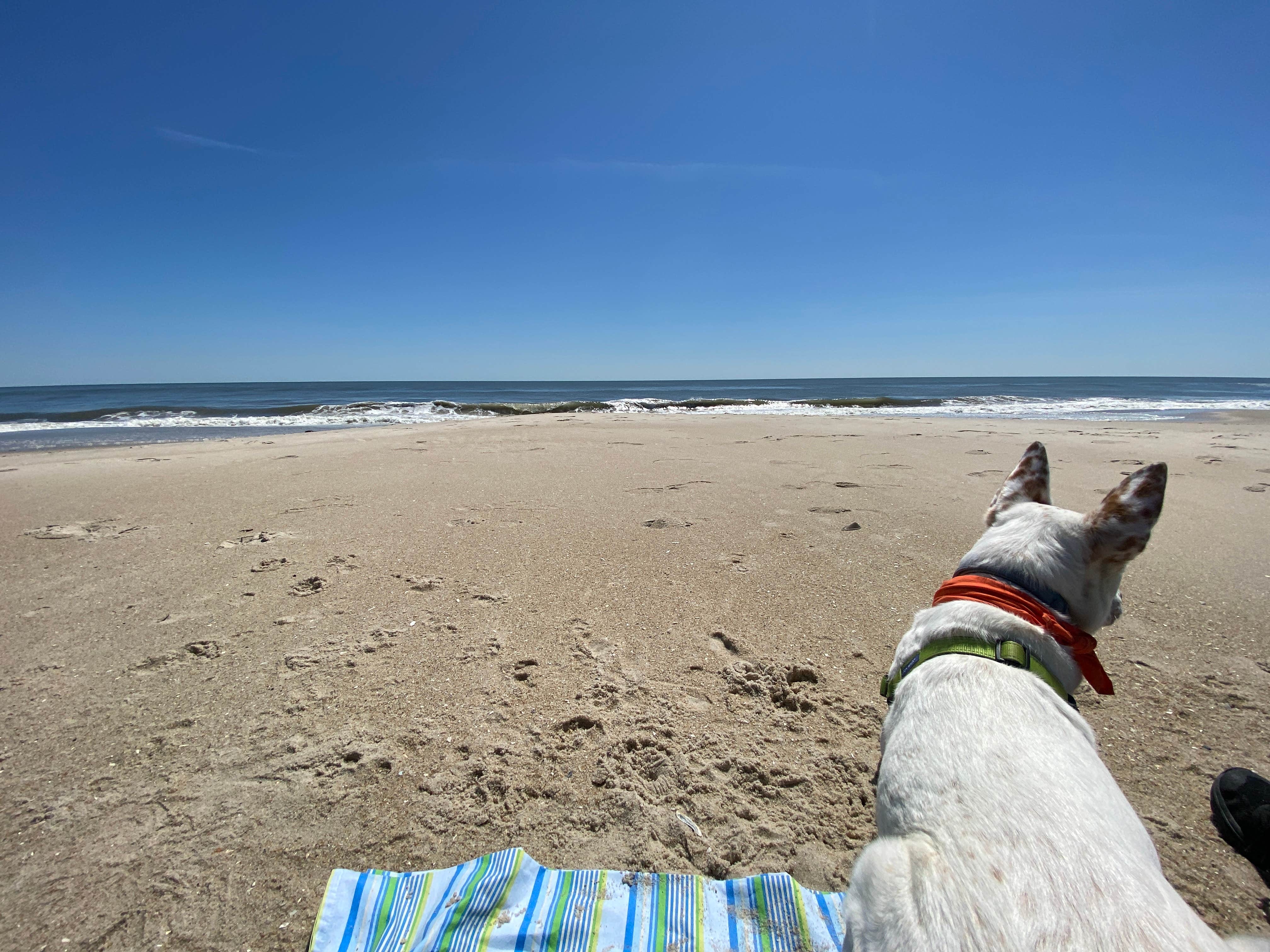 professorthedog P.'s photo of camping with pets at Bayside Assateague Campground — Assateague Island National Seashore near Bloxom, VA