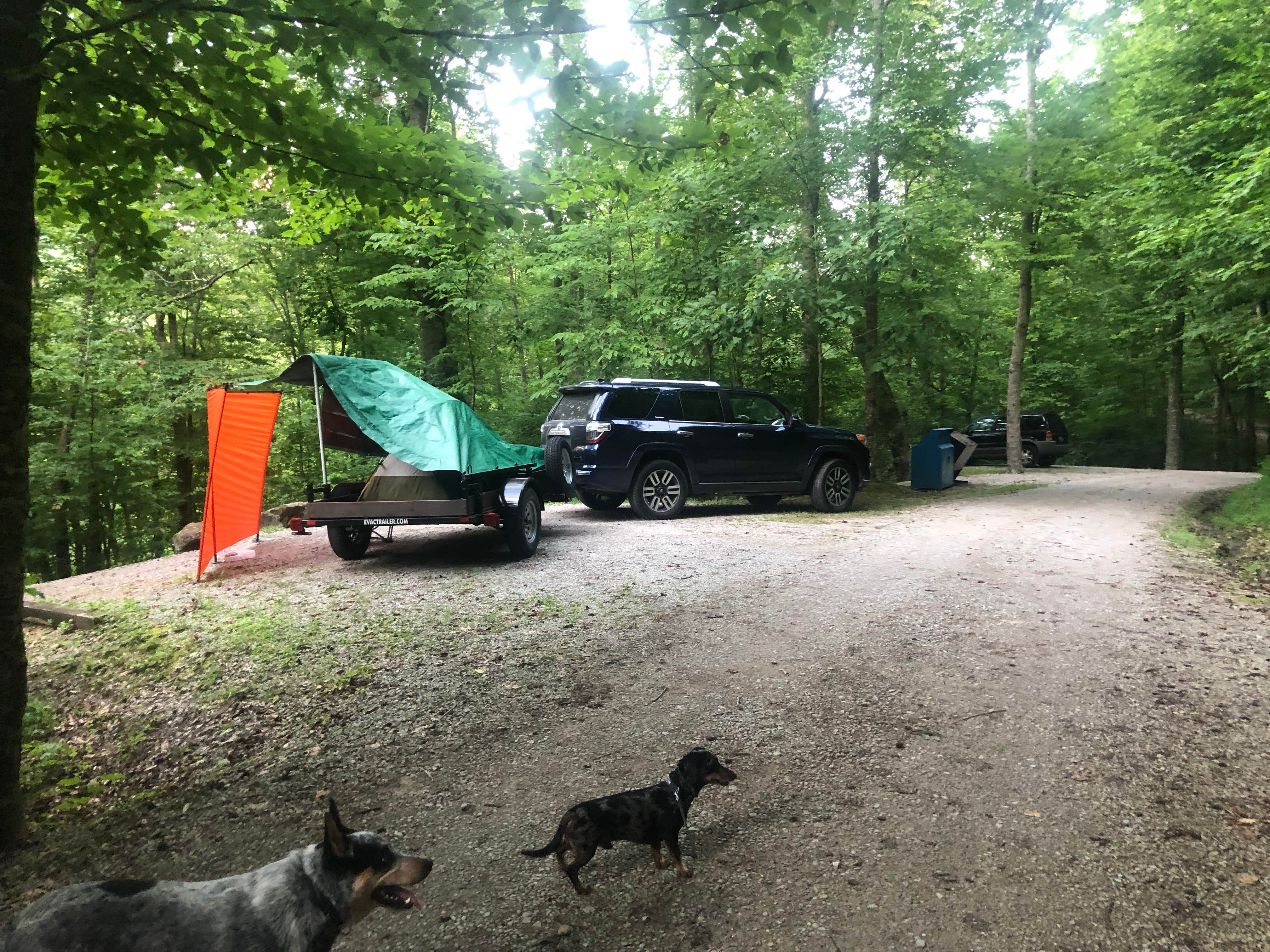 Shelly S.'s photo of camping with pets at Blue Heron Campground — Big South Fork National River and Recreation Area near Jamestown, KY