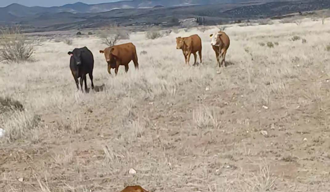 Camper-submitted photo at Badger Springs near Cordes Junction, AZ