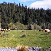 Review photo of Gold Bluffs Beach Campground — Prairie Creek Redwoods State Park by jim N., July 12, 2018