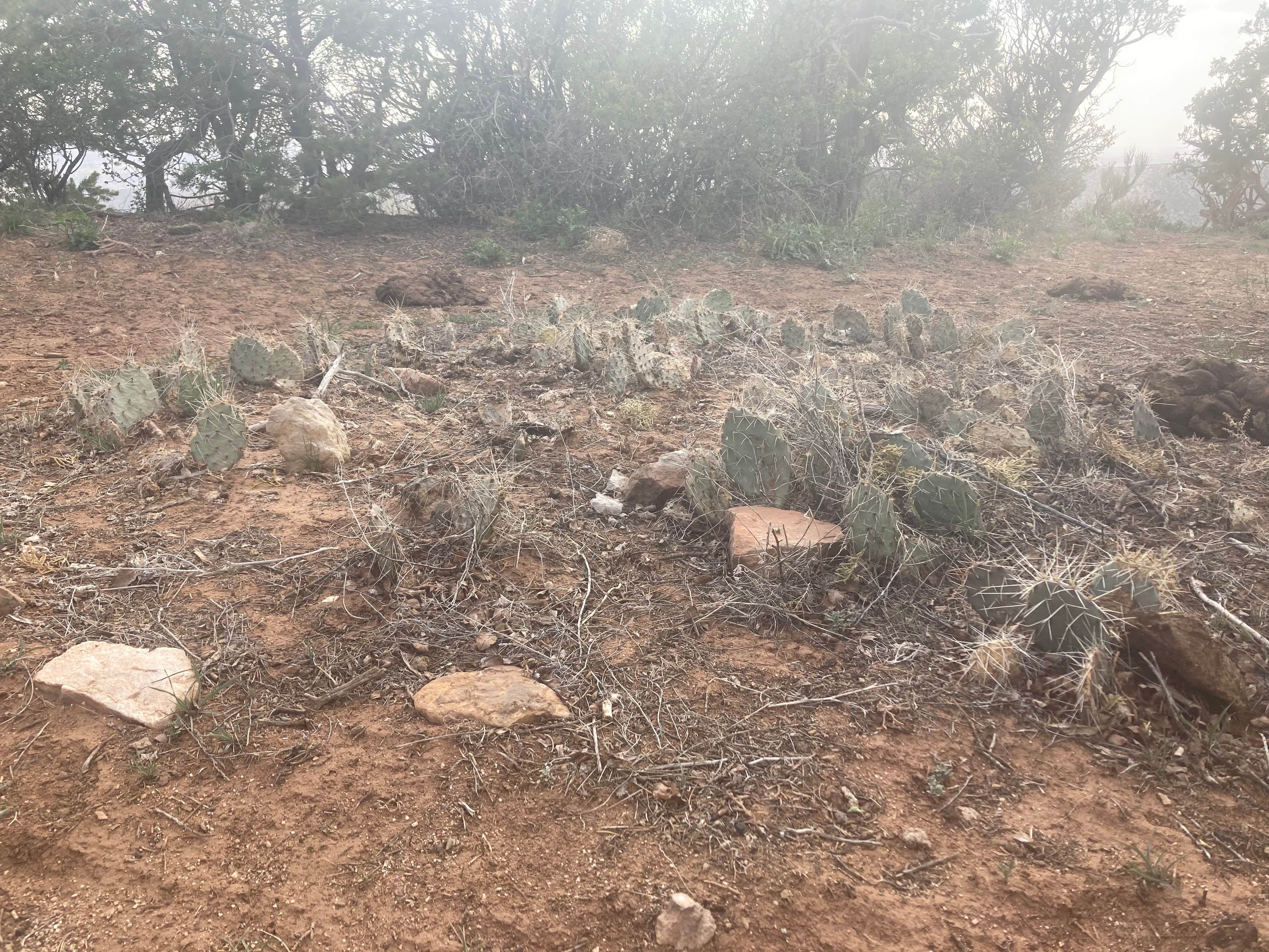 Camper-submitted photo at Canyons of the Ancients, Sand Canyon (Road 4725) near Cortez, CO