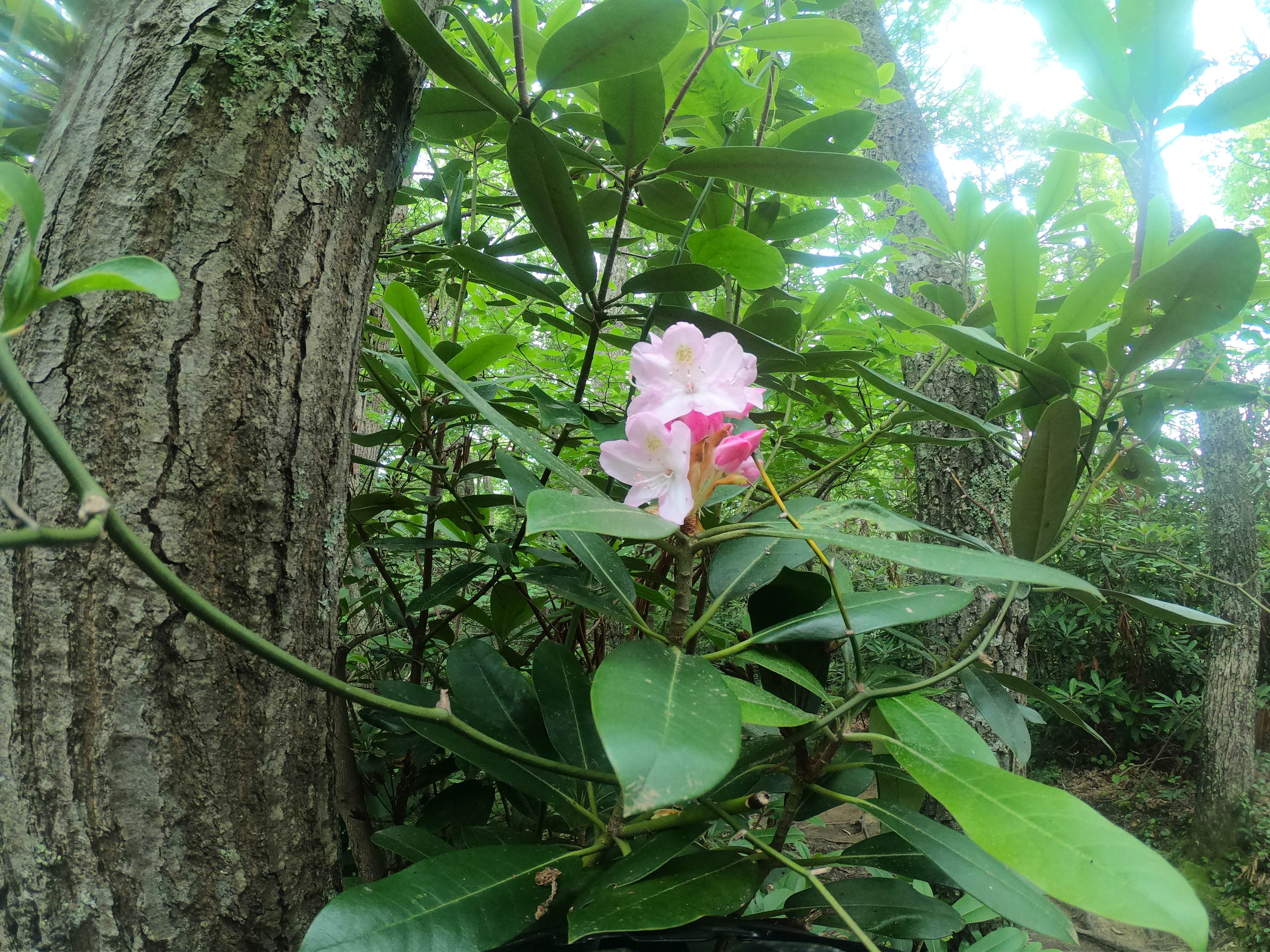 Camper-submitted photo at Arrowhead Bike Farm near Danese, WV