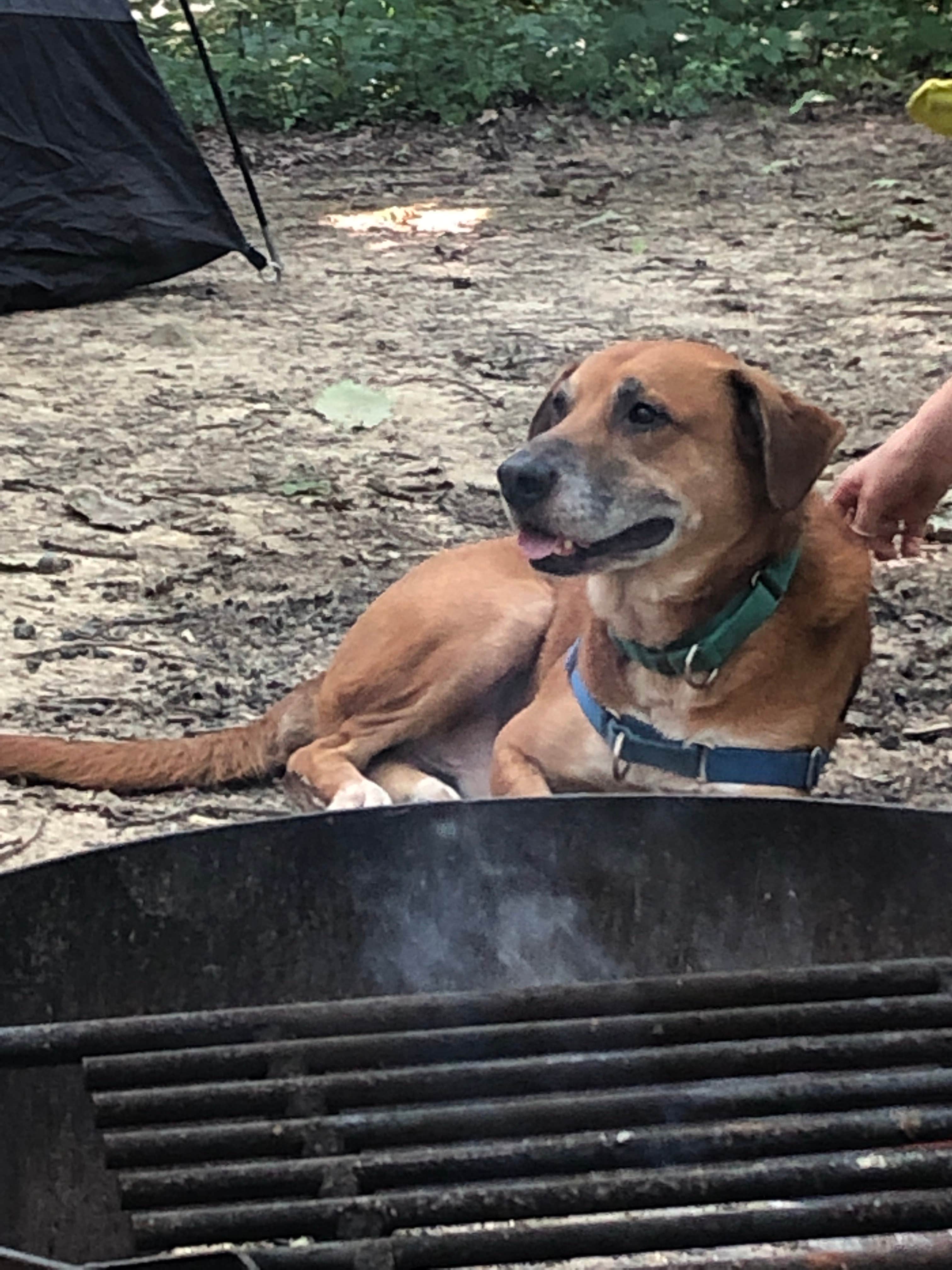 Aspen H.'s photo of camping with pets at Lake Hope State Park Campground near Ravenswood, WV
