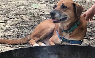Aspen H.'s photo of camping with pets at Lake Hope State Park Campground in Ohio