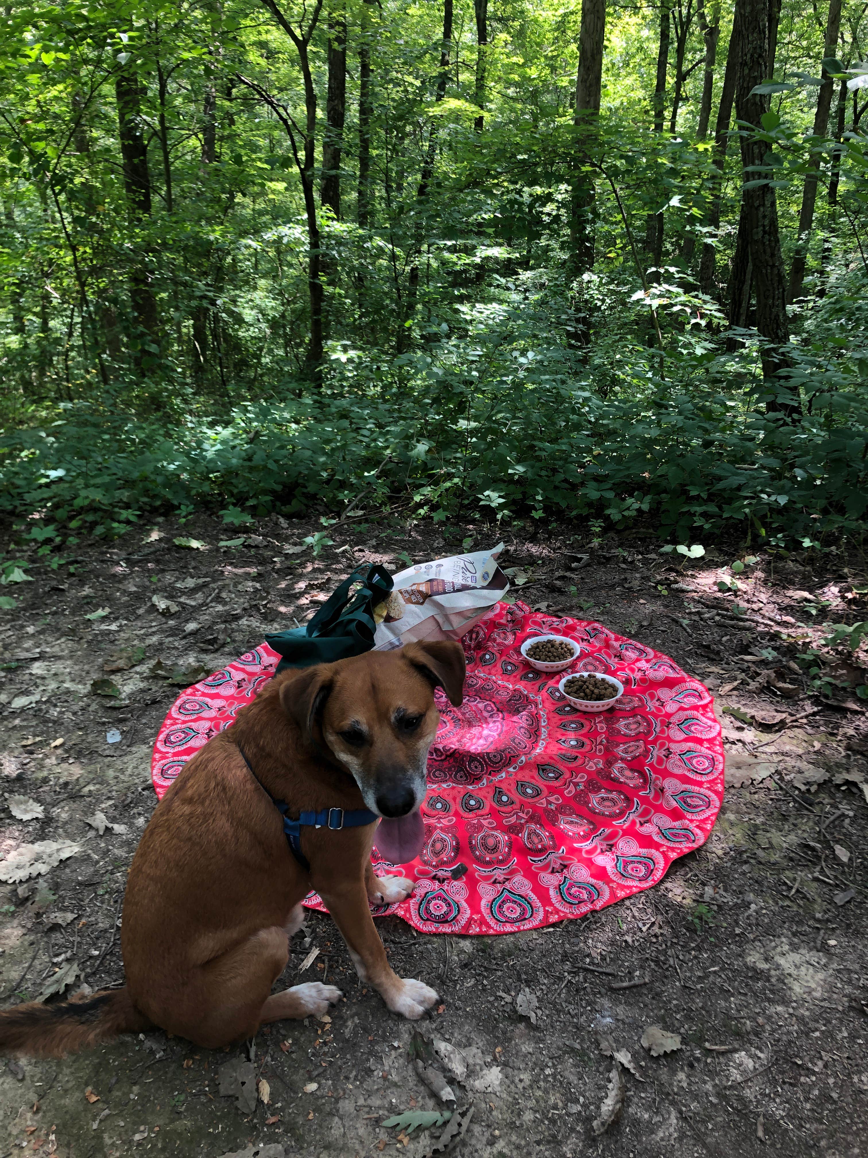 Aspen H.'s photo of camping with pets at Lake Hope State Park Campground near Cutler, OH