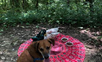 Aspen H.'s photo of camping with pets at Lake Hope State Park Campground near Huntsville, OH