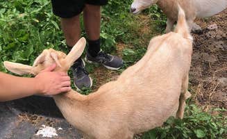 Aspen H.'s photo of camping with pets at Arrowhead Bike Farm near Hernshaw, WV