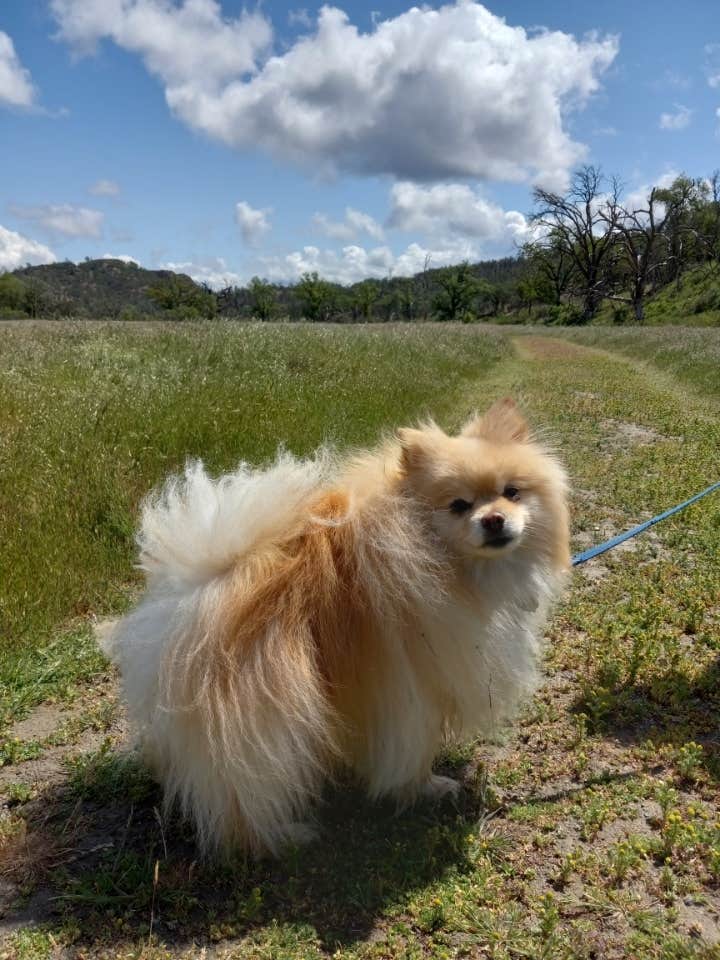 Olivia W.'s photo of camping with pets at Cache Creek Regional Park Campground near Winters, CA