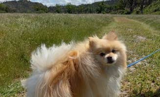 Olivia W.'s photo of camping with pets at Cache Creek Regional Park Campground in California
