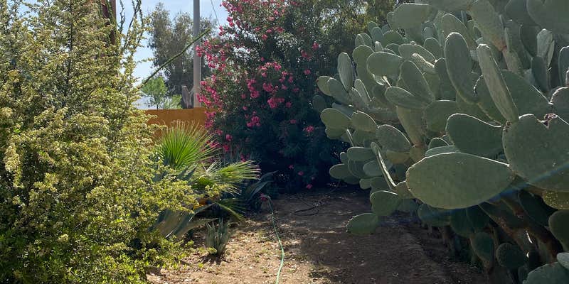 Camper submitted image from Picacho-Tucson NW KOA