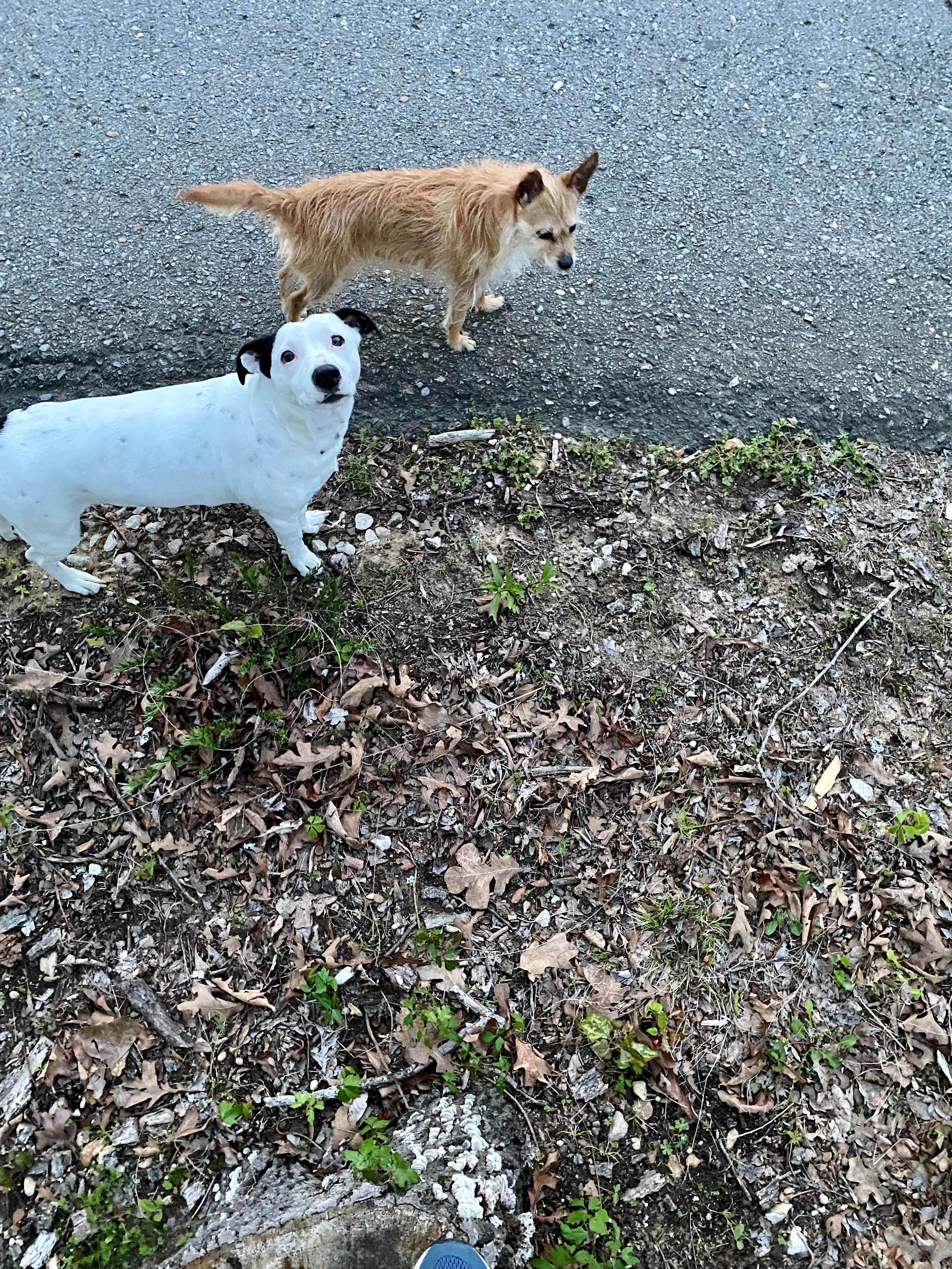 Mason M.'s photo of camping with pets at Hickory Flats — Tenkiller State Park near Vian, OK