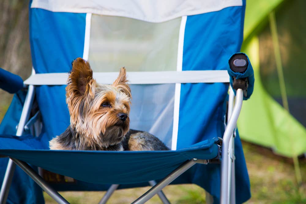 Meg  S.'s photo of camping with pets at Coon Creek (IL) near Ramsey, IL