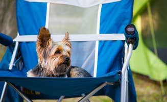 Meg  S.'s photo of camping with pets at Coon Creek (IL) near Taylorville, IL
