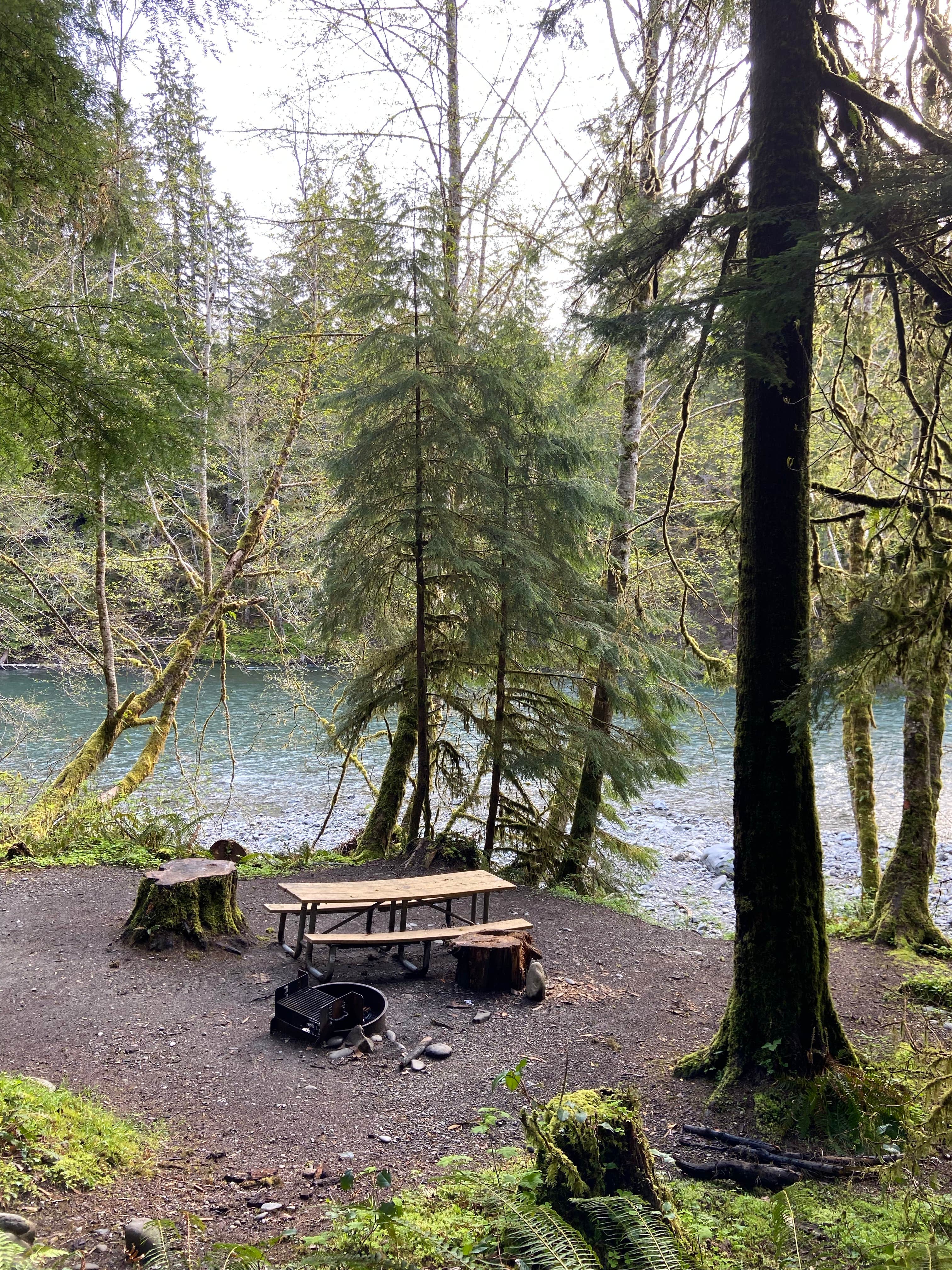 Camper submitted image from Hoh Oxbow Campground - 1