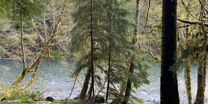 Camper submitted image from Hoh Oxbow Campground