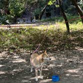 Review photo of Pfeiffer Big Sur State Park Campground by Duncan G., April 24, 2022