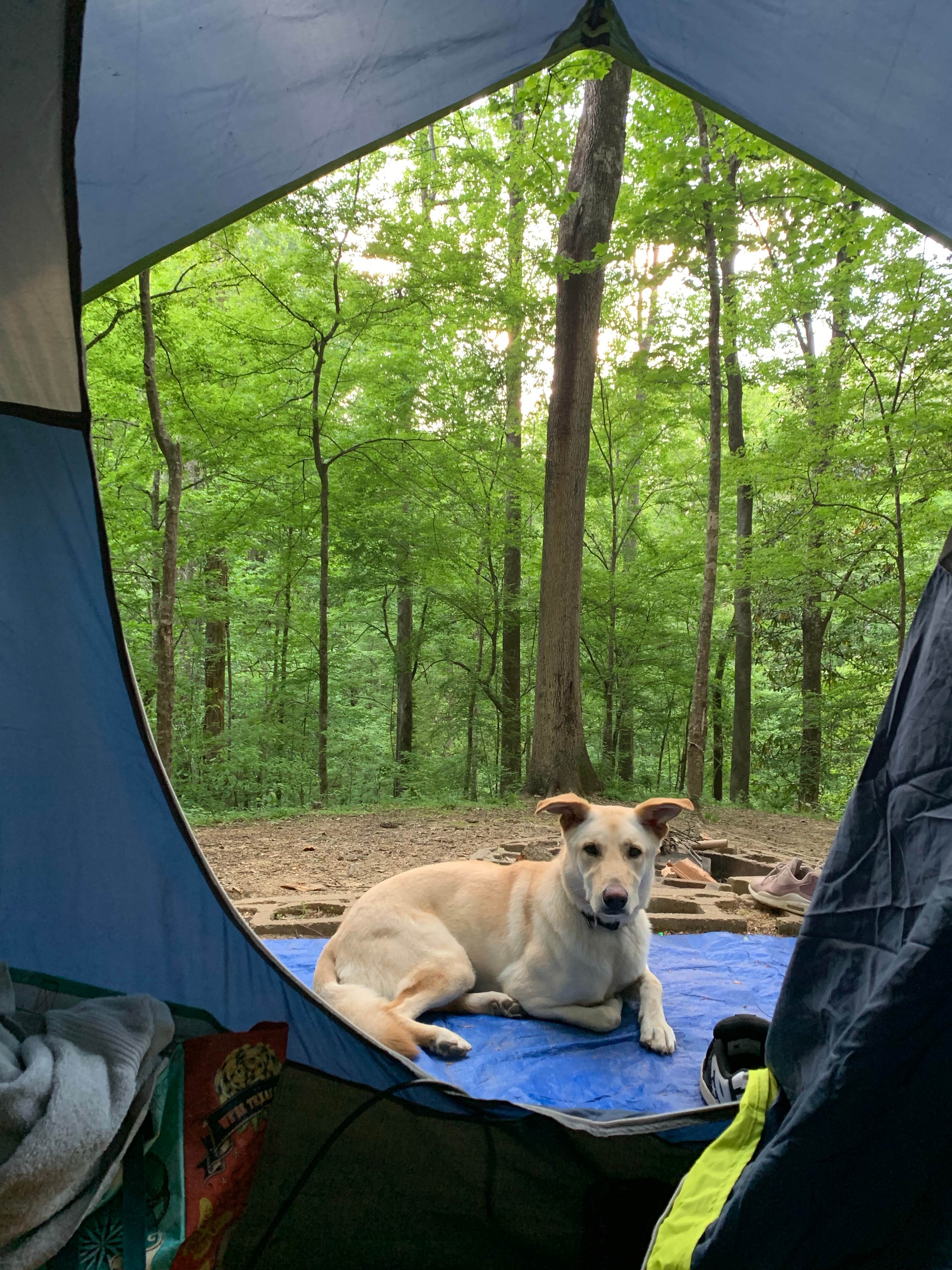 DENISE G.'s photo at Tunica Hills Campground in Louisiana