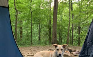 DENISE G.'s photo of camping with pets at Tunica Hills Campground near Tunica, LA