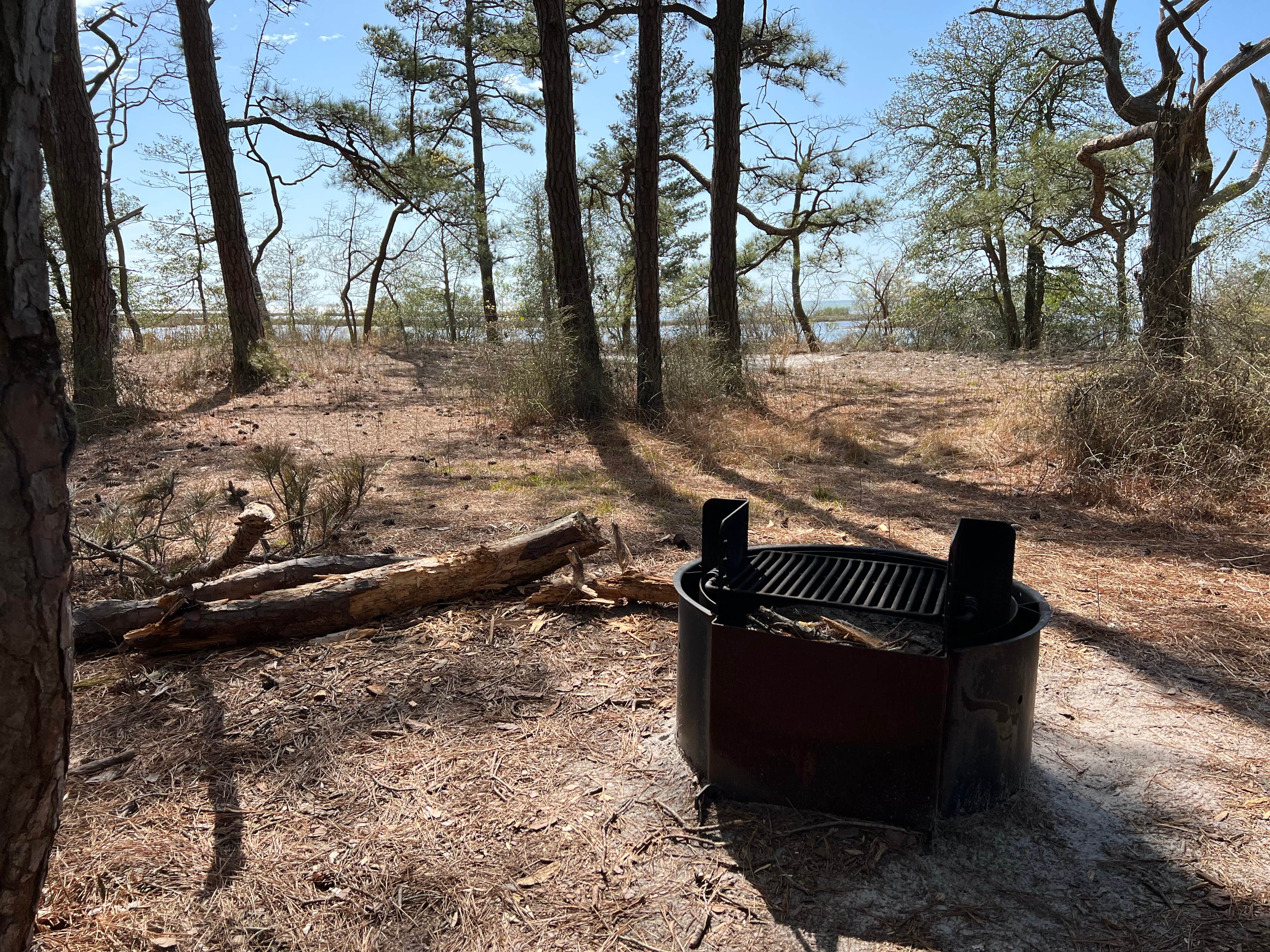 Camper-submitted photo at Pine Tree Backcountry Site — Assateague Island National Seashore near Rehoboth Beach, DE