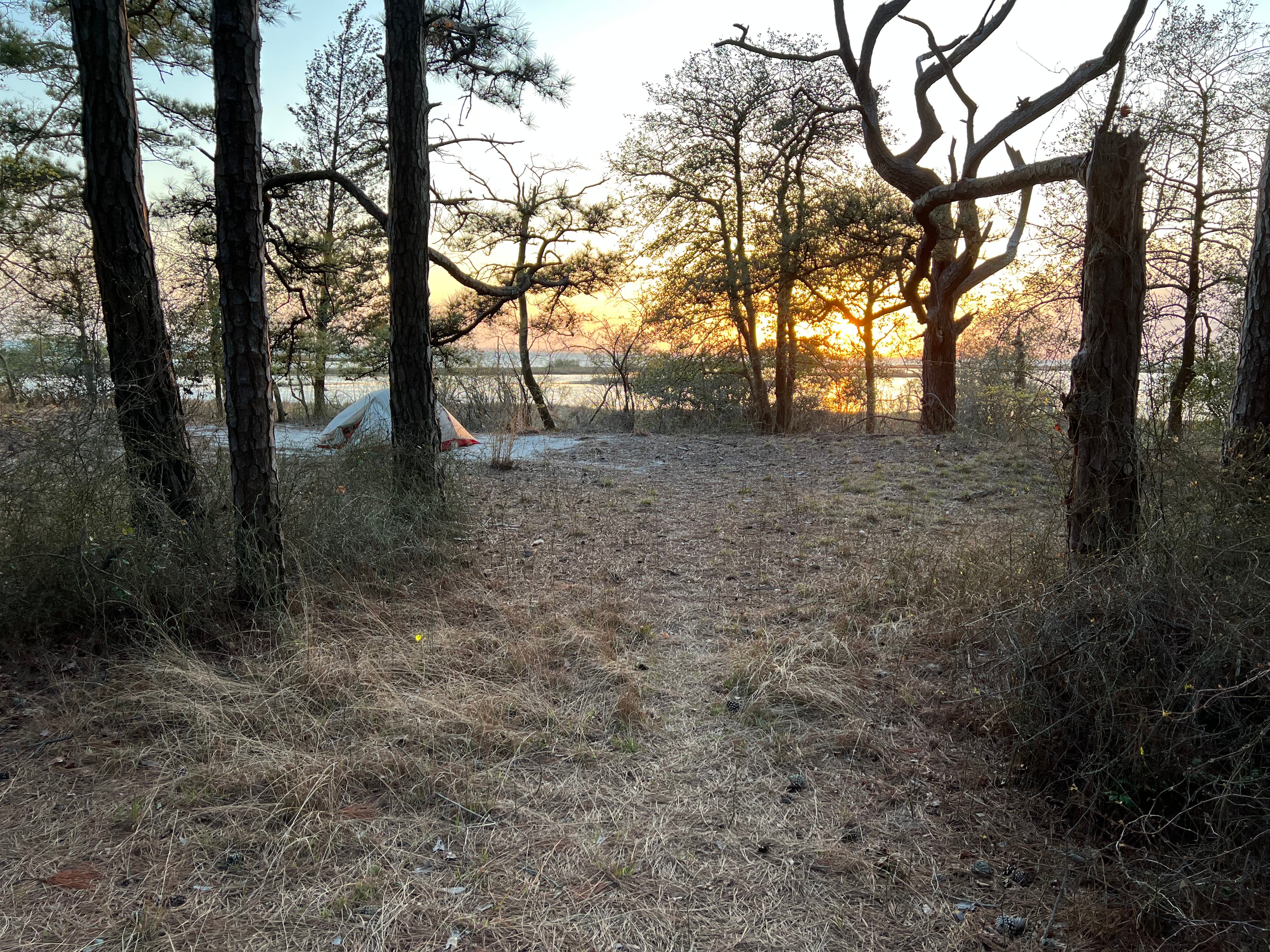 Camper submitted image from Pine Tree Backcountry Site — Assateague Island National Seashore - 3
