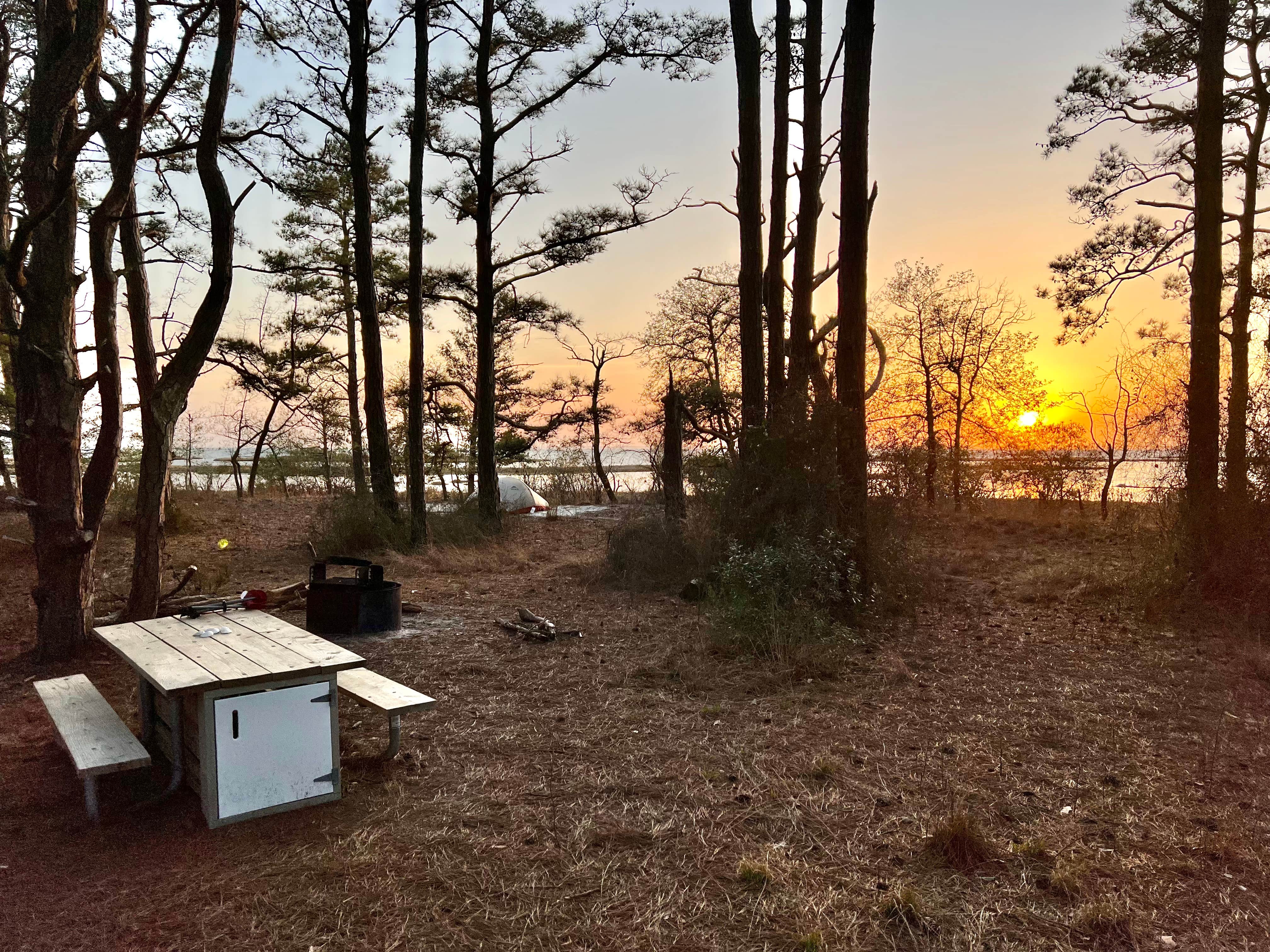Camper-submitted photo at Pine Tree Backcountry Site — Assateague Island National Seashore near Rehoboth Beach, DE