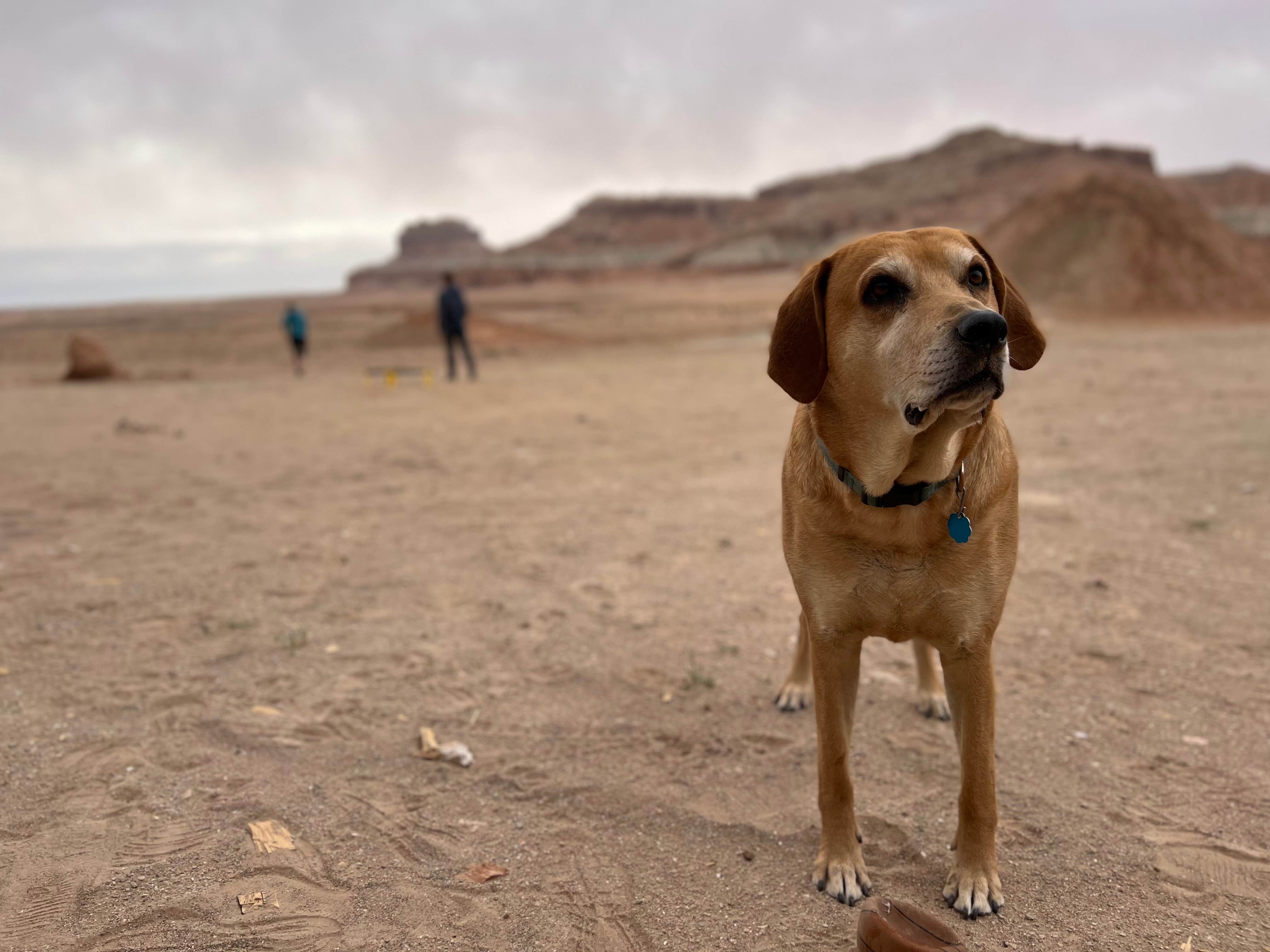 M H.'s photo of camping with pets at Dispersed Campground - Goblin Valley in Utah