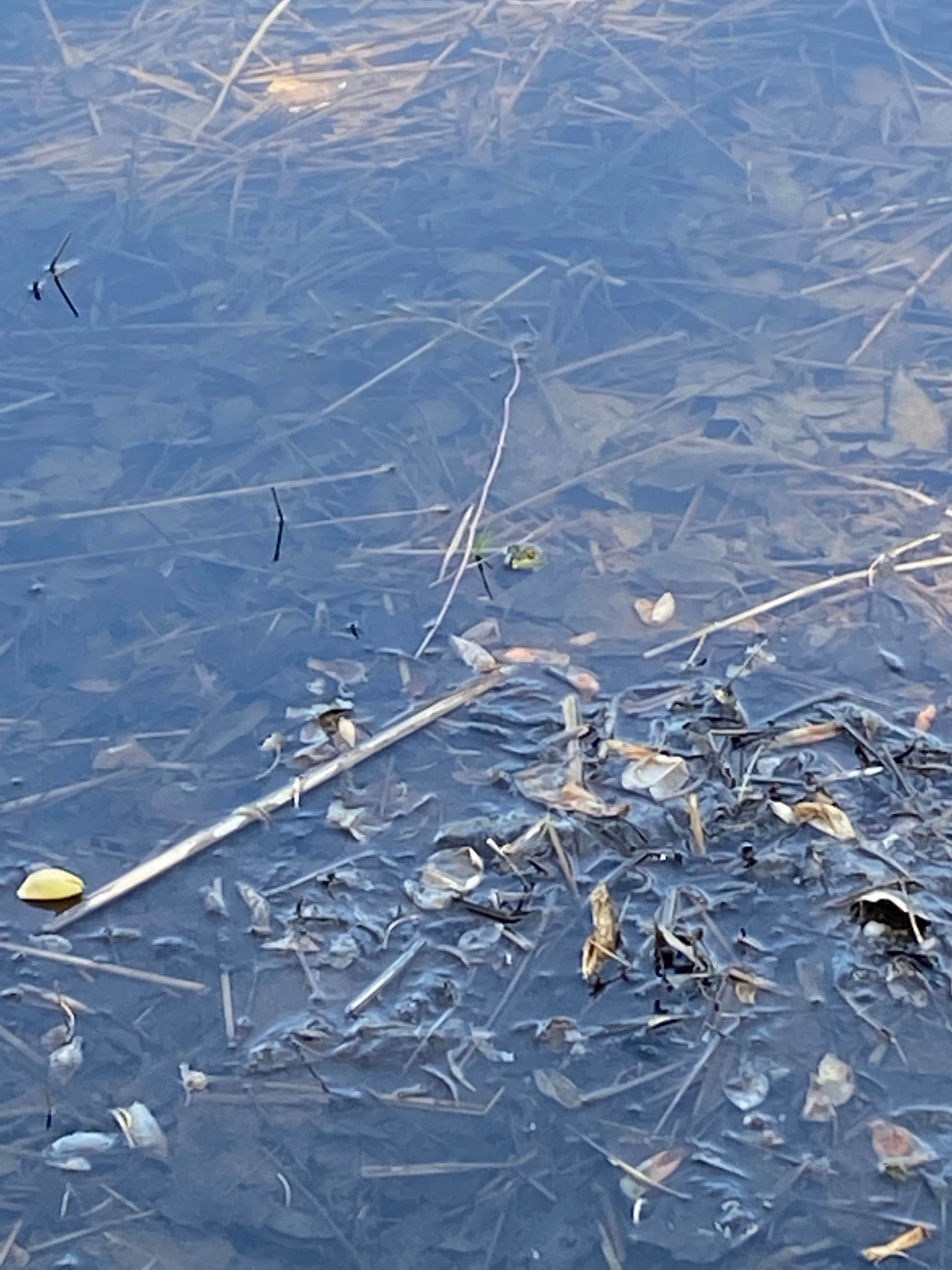 Camper-submitted photo at Rancho Seco Recreation Area near Rancho Murieta, CA