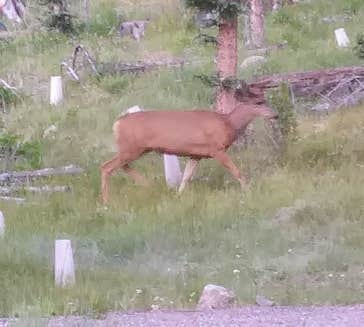 Camper submitted image from Big Meadows Reservoir Campground (south Central Co) - 5