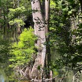 Review photo of Suwannee River State Park Campground by jessica O., April 25, 2022