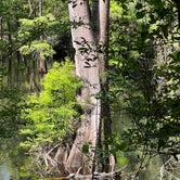 Review photo of Suwannee River State Park by jessica O., April 25, 2022