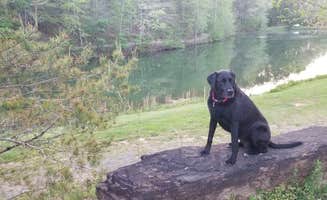 Kelly J.'s photo of camping with pets at Hidden Lake Campground and Resort near Madisonville, TN