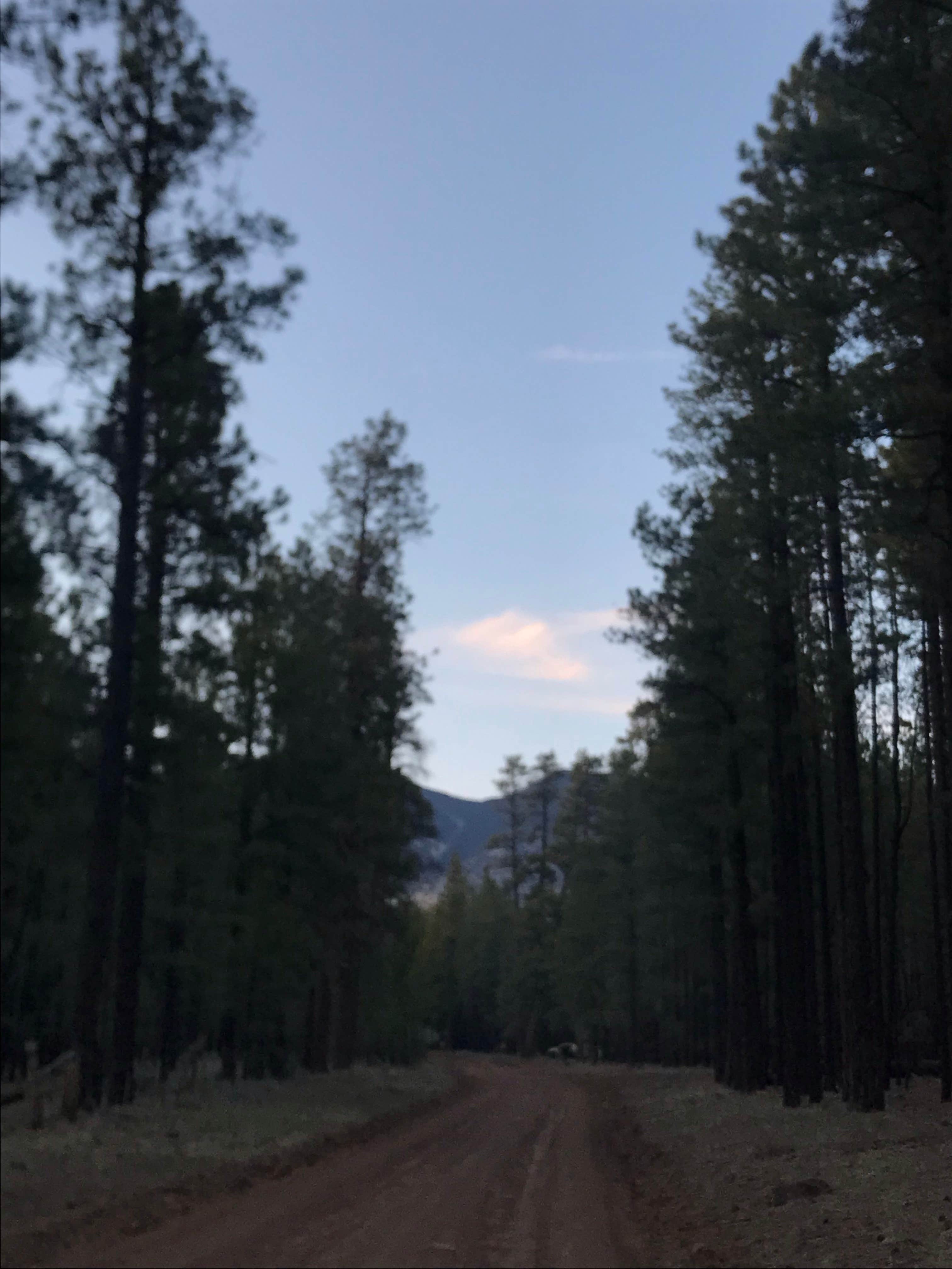 Camper-submitted photo at Fort Valley Dispersed Camping near Bellemont, AZ