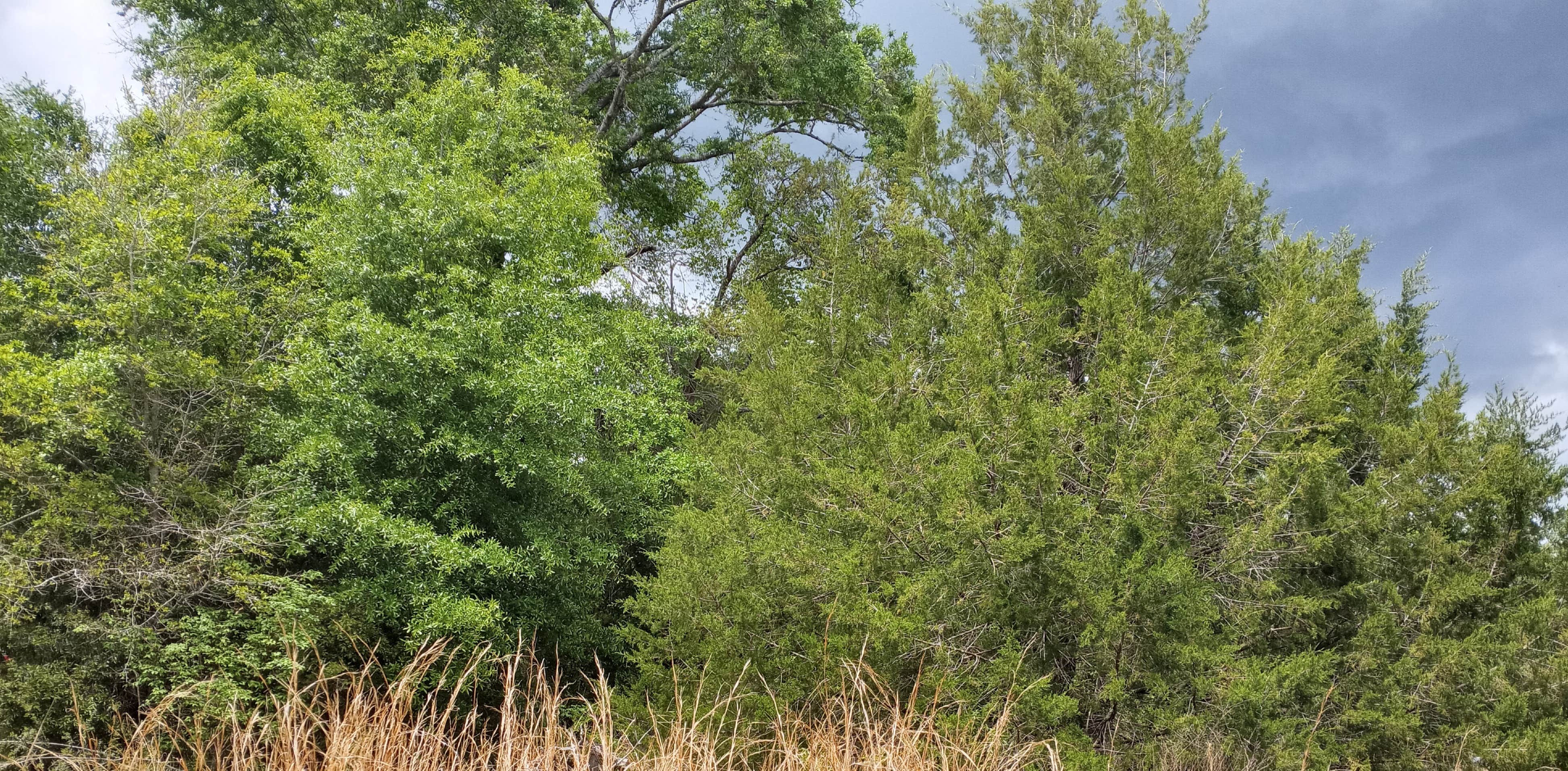 Camper-submitted photo at Pine Breeze Acres near Bagdad, FL