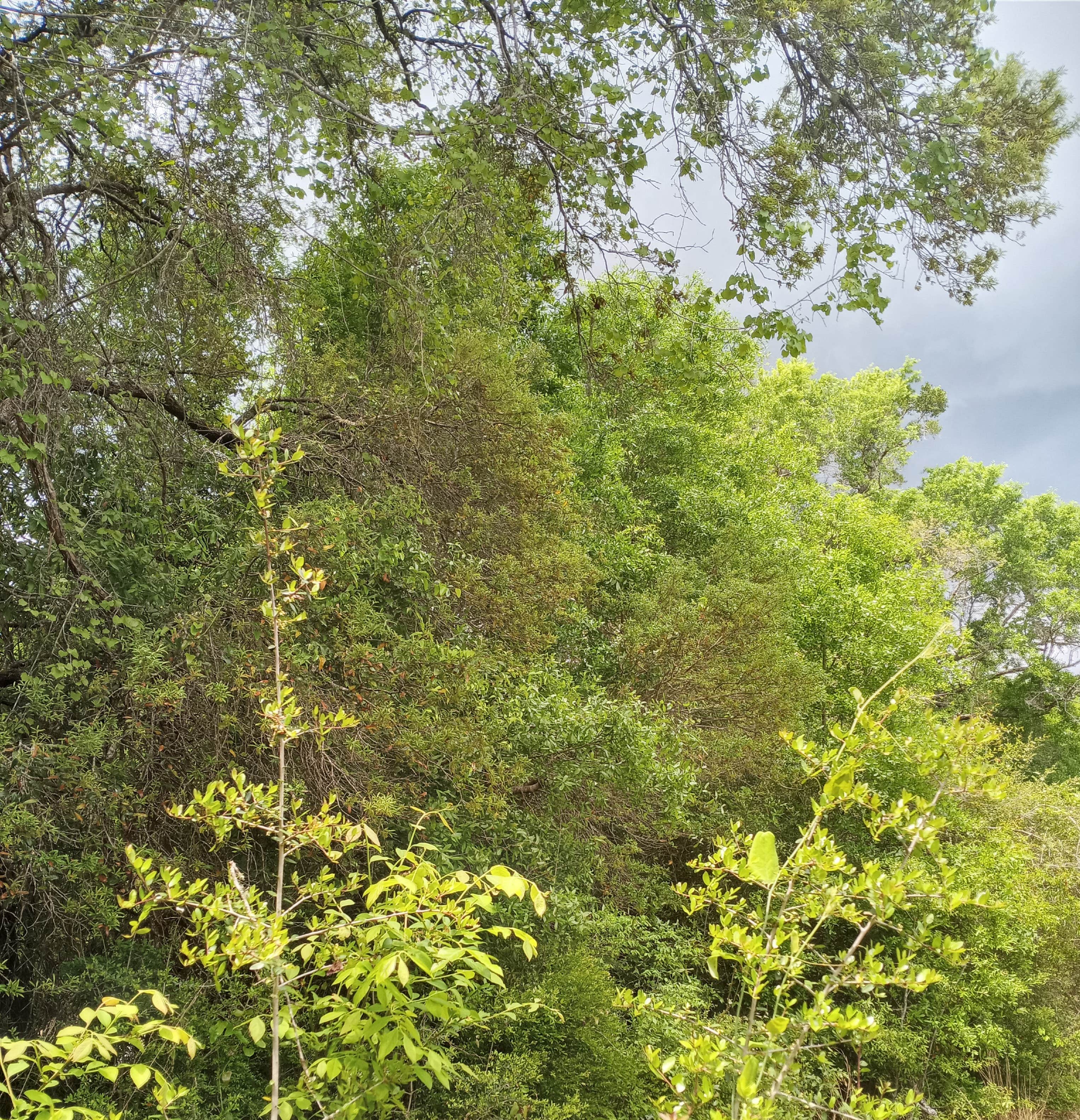 Camper-submitted photo at Pine Breeze Acres near Bagdad, FL