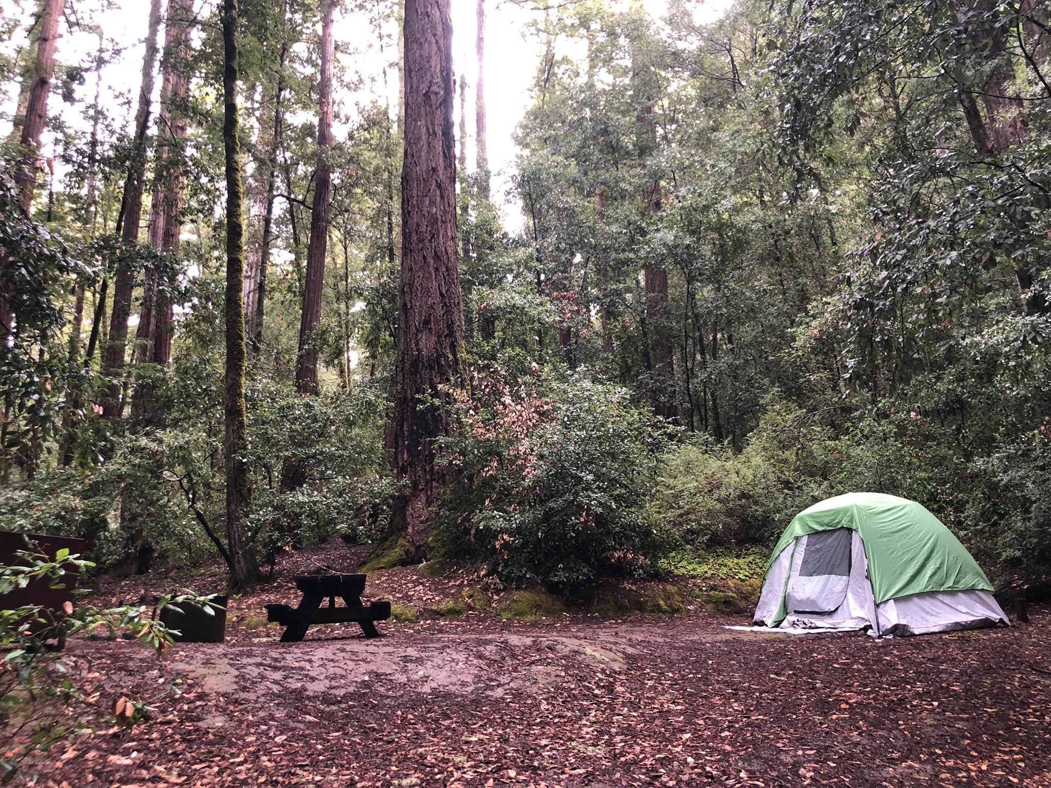 Olivia A.'s photo at Elk Prairie Campground — Prairie Creek Redwoods State Park near Somes Bar, CA