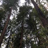 Review photo of Elk Prairie Campground — Prairie Creek Redwoods State Park by Olivia A., April 26, 2022