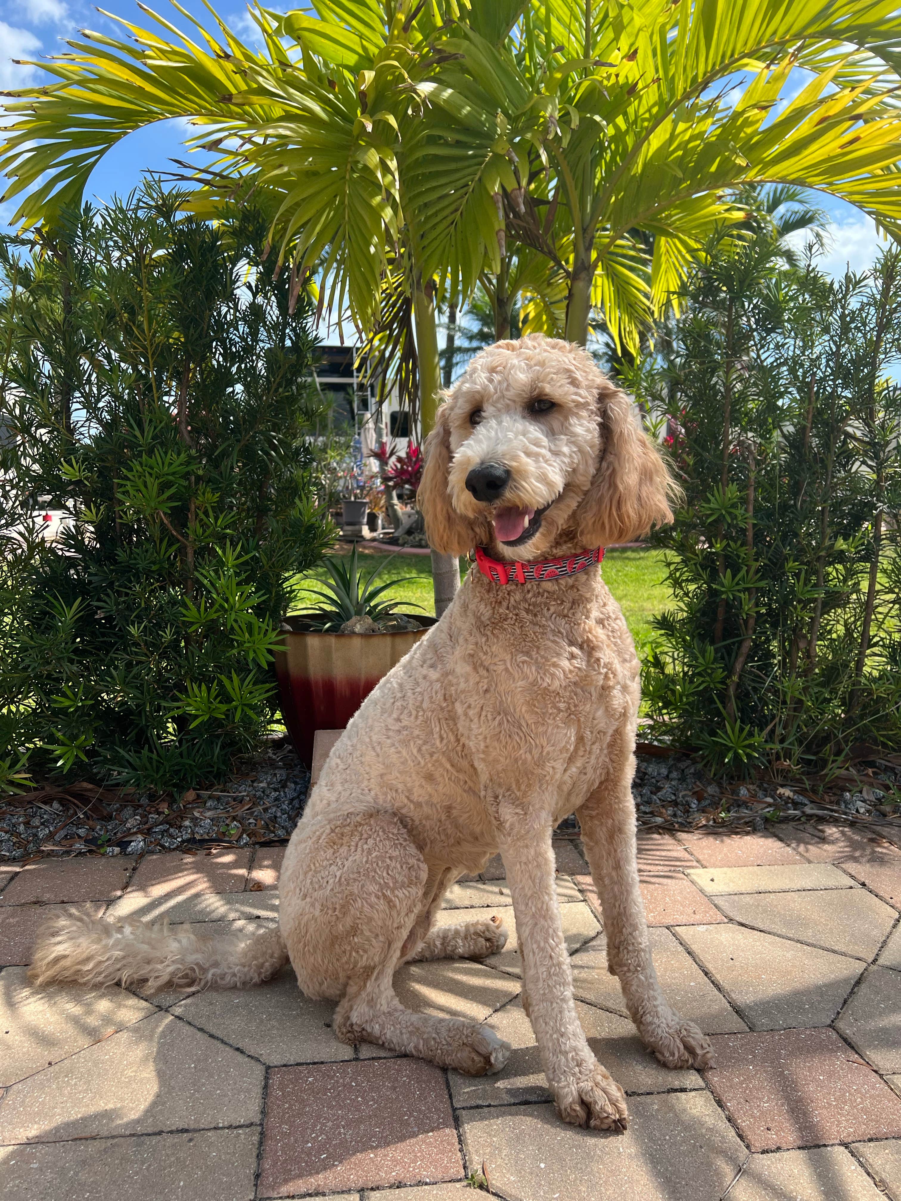 Camper-submitted photo at Gulf Waters RV Resort near Fort Myers Beach, FL