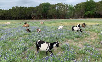 Lori L.'s photo of camping with pets at Dinosaur Valley RV Park near Bluff Dale, TX