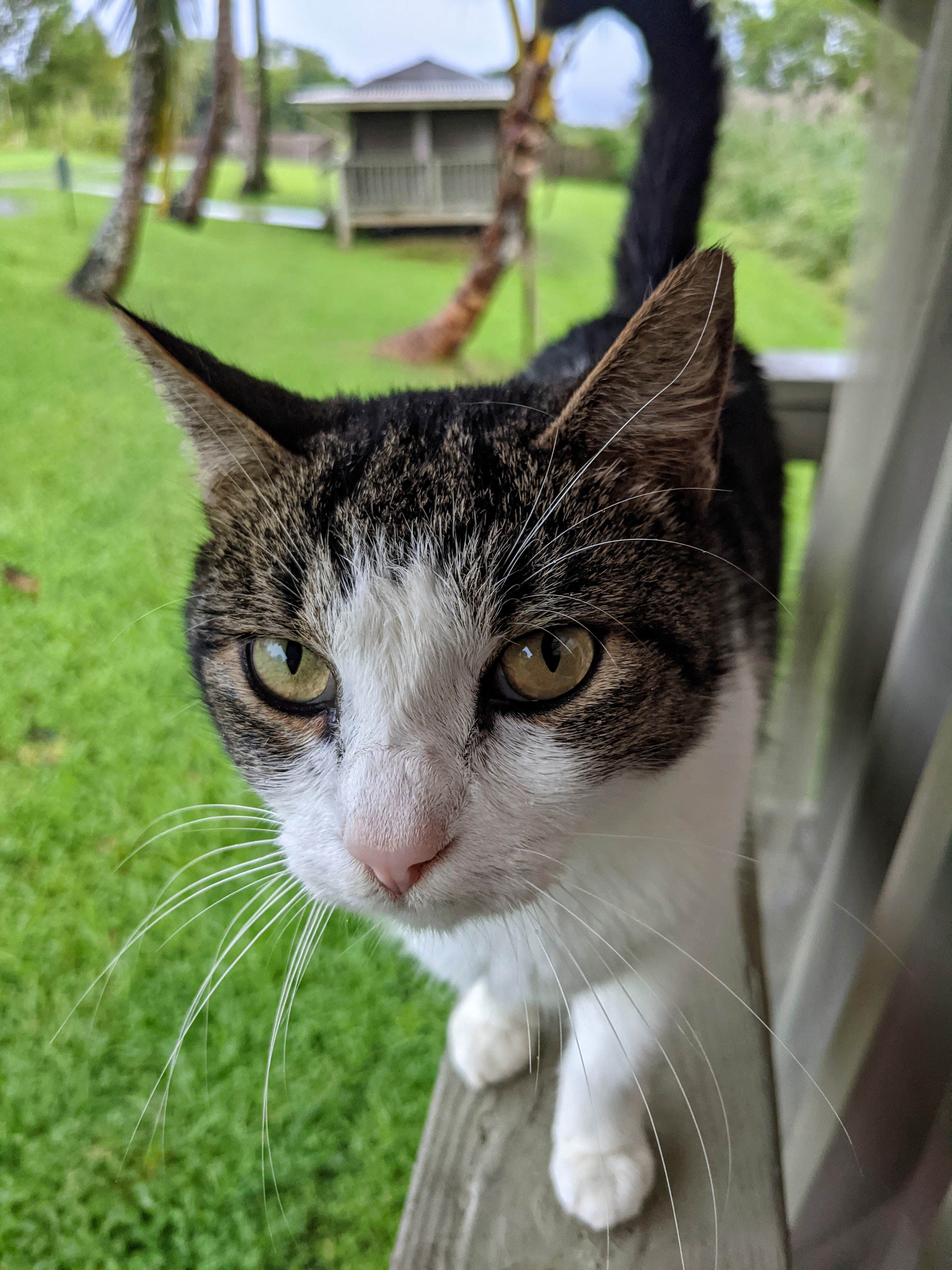 Camper-submitted photo at Hamakua Guesthouse & Camping Cabanas near Hilo, HI