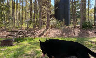 Ariel F.'s photo of camping with pets at Thousand Trails Harbor View near Broomes Island, MD