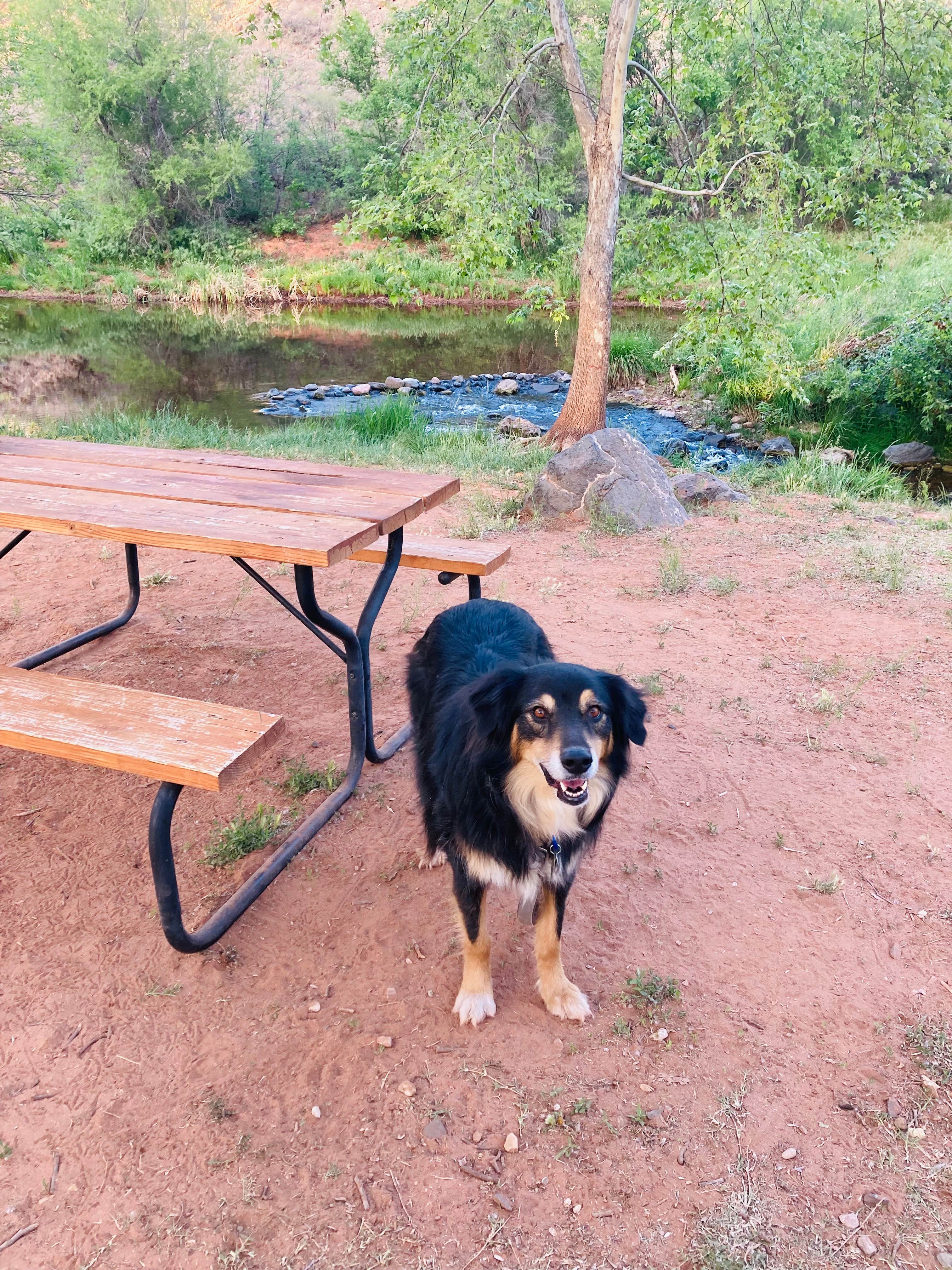 Jordan H.'s photo of camping with pets at Page Springs Resort near Cottonwood, AZ