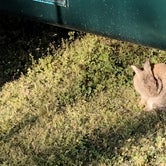 One thing you will find out is there are bunnies' all over the campground.
