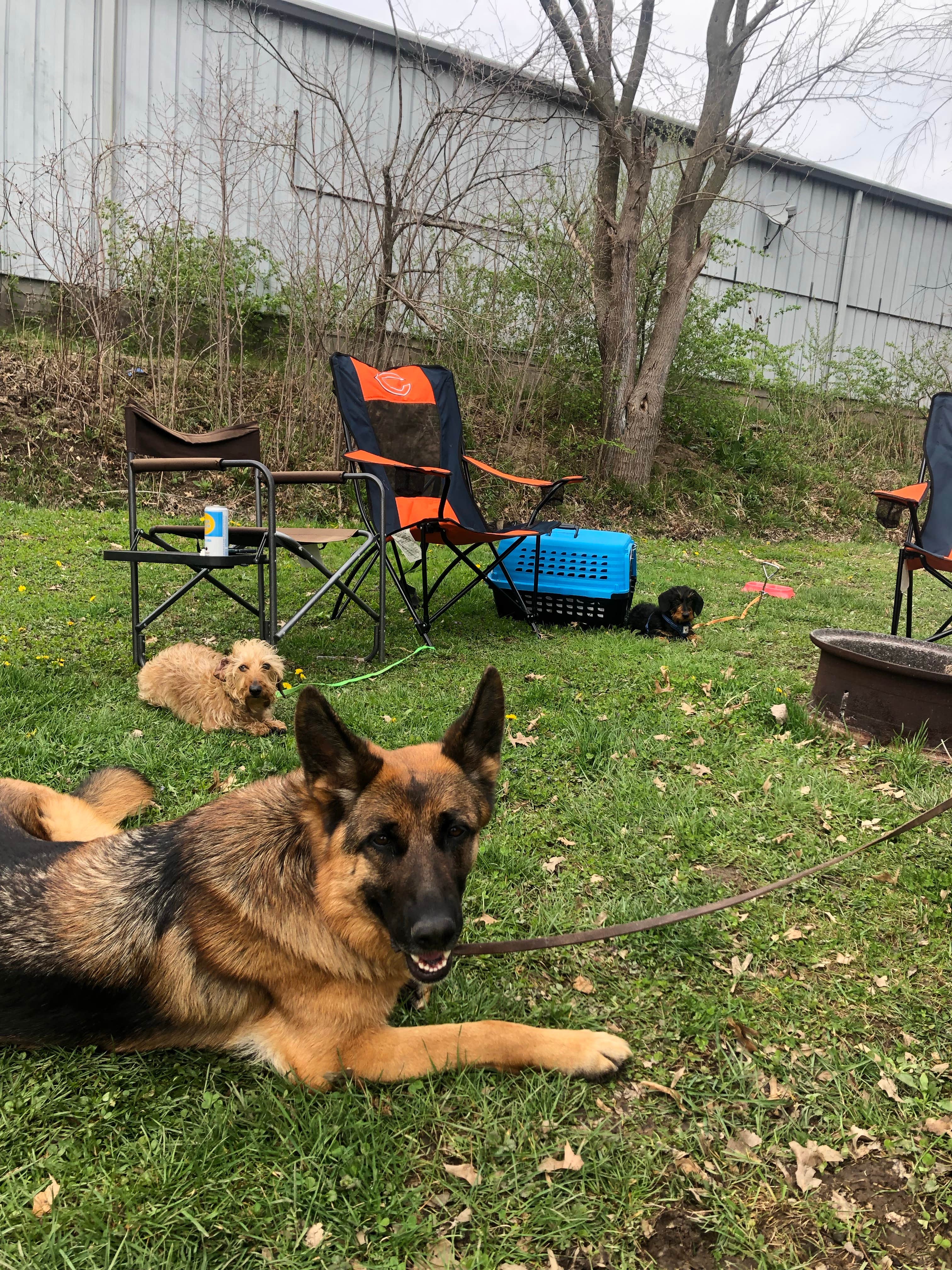 Adam F.'s photo of camping with pets at Carl Spindler Campground near Brimfield, IL