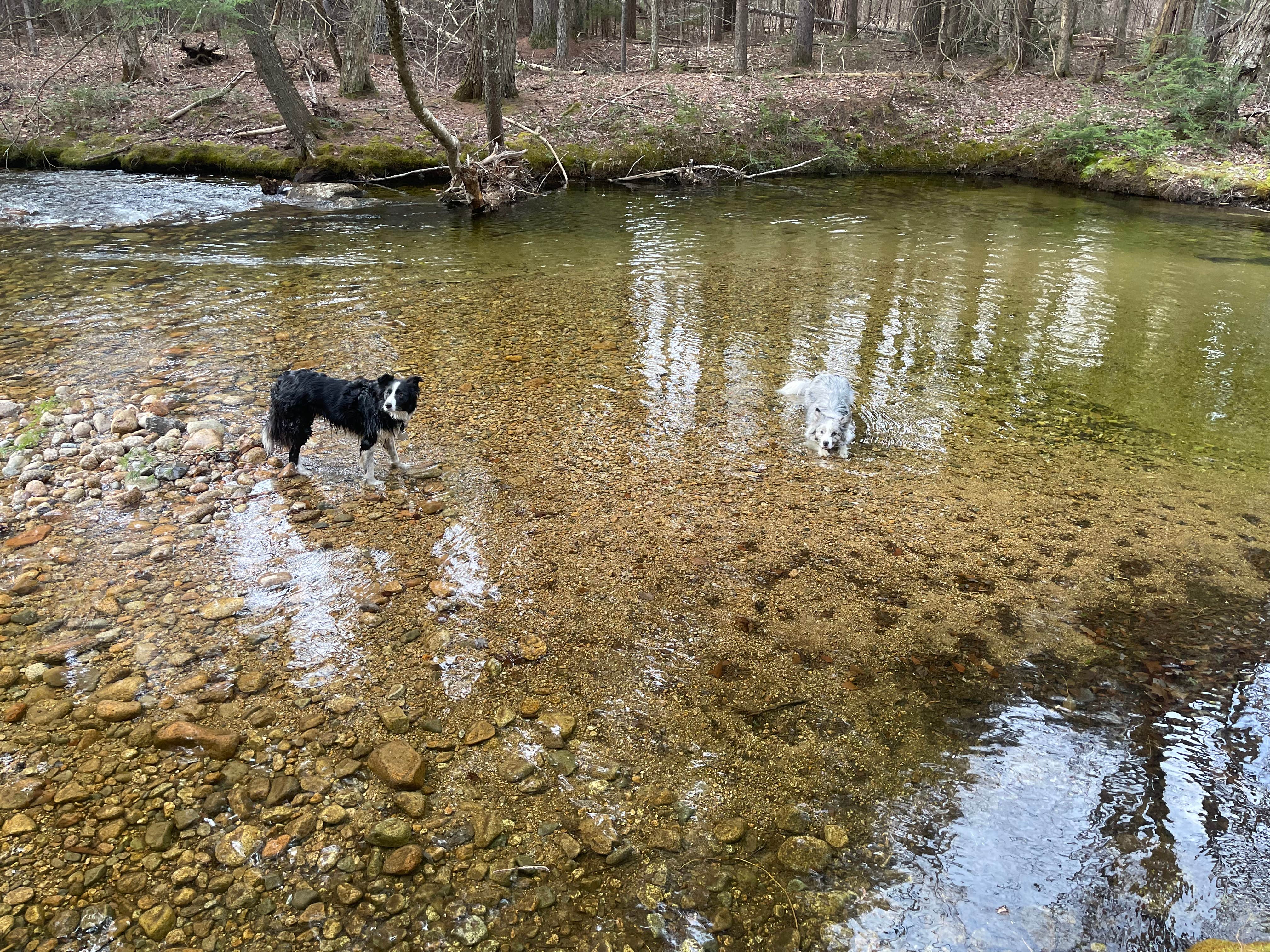 Matt  D.'s photo of camping with pets at Paugus Brook Farm near Fryeburg, ME