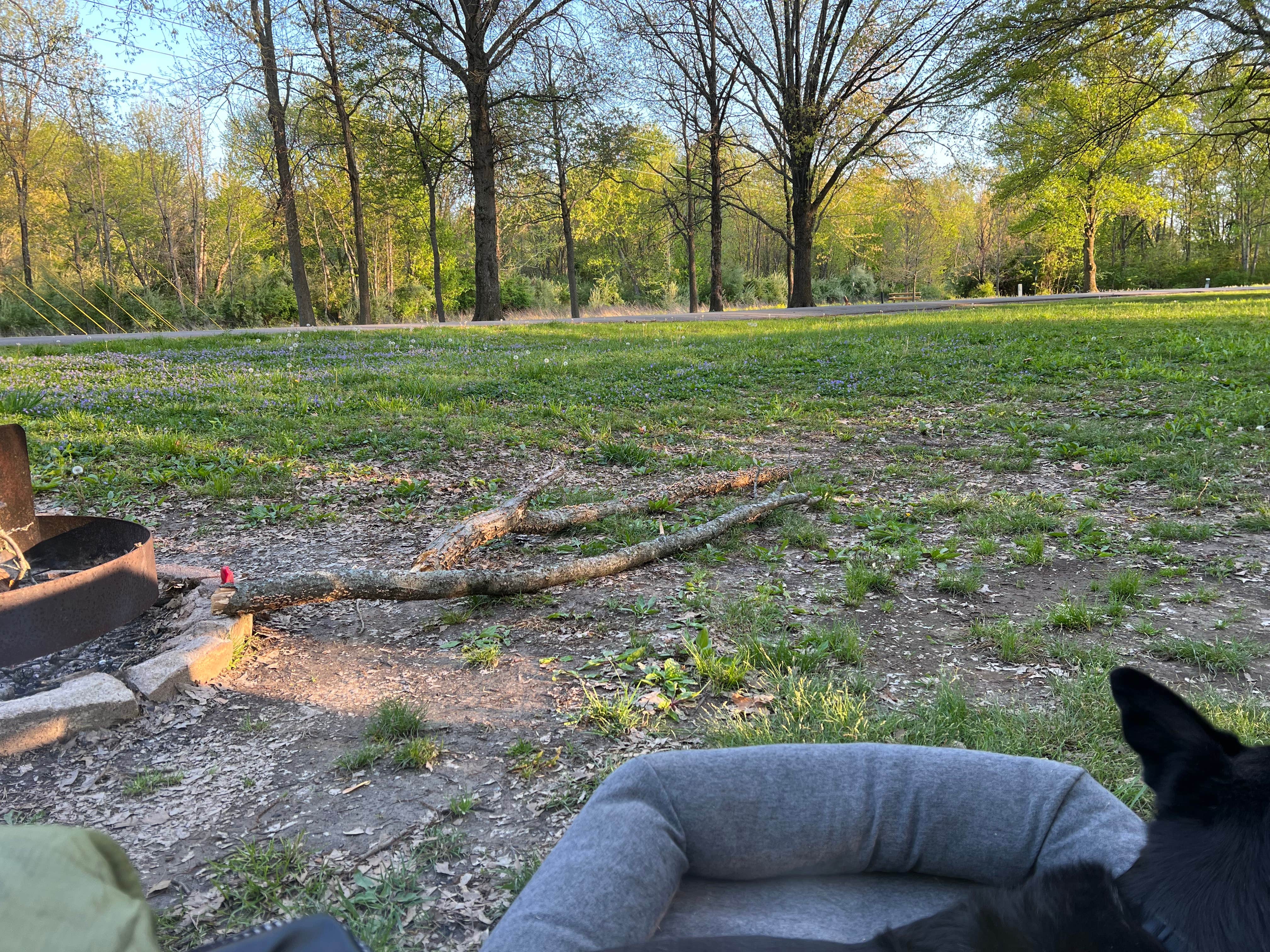 Cooper F.'s photo of camping with pets at Gun Creek near McLeansboro, IL