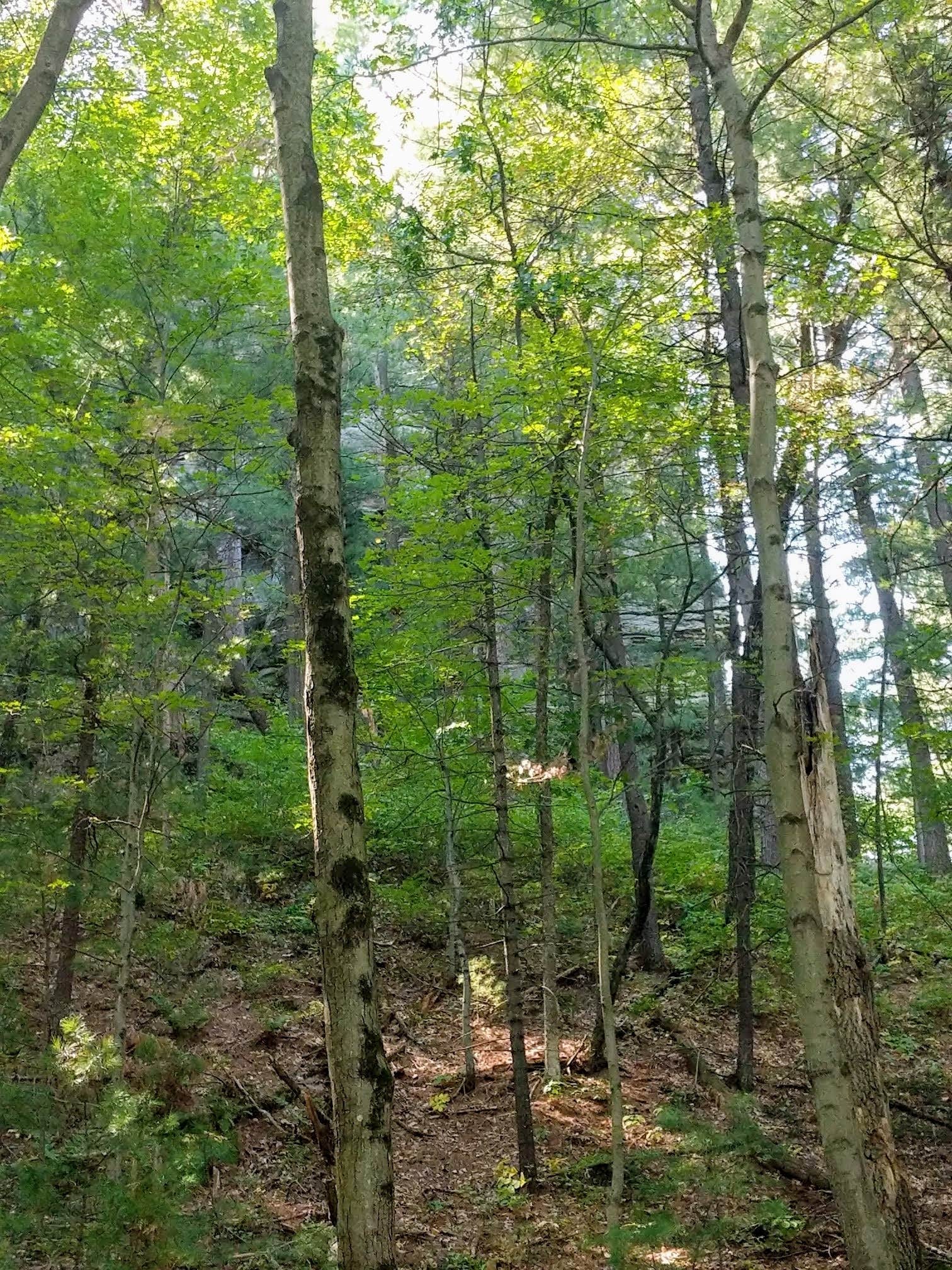 Camper-submitted photo at Mill Bluff State Park Campground near Elroy, WI