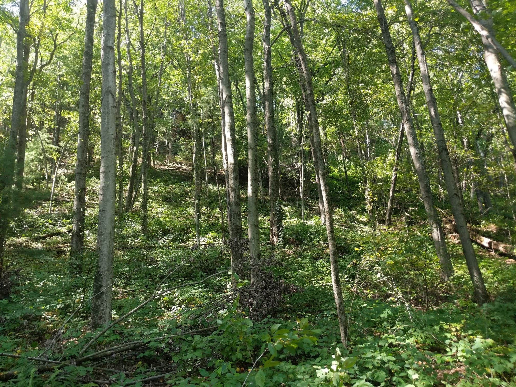 Camper-submitted photo at Mill Bluff State Park Campground near Elroy, WI
